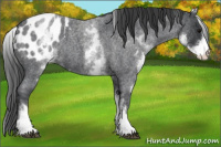Horse Color:White Spotted Blue Roan Blanket Rabicano 