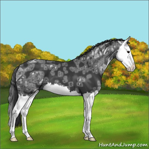 Horse Color:Black Ice Splash 