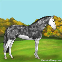 Horse Color:Black Ice Splash 