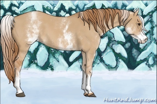 Horse Color:White Spotted Red Dun