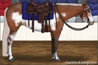 Horse Color:Silver Bay Sabino Frame 