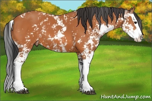 Horse Color: Bay Sabino Splash 