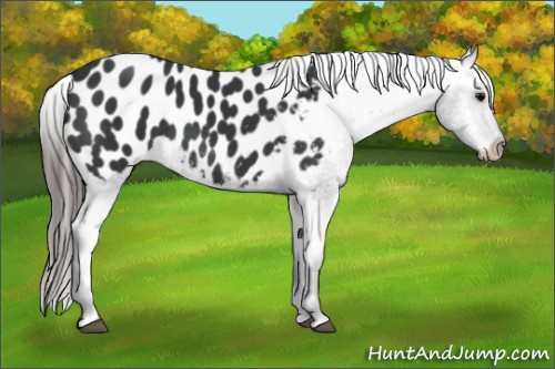 Horse Color: Brown Blanket 