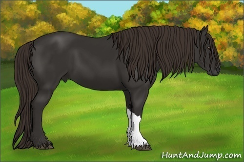 Horse Color: Liver Chestnut 