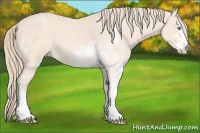 Horse Color:Perlino Sabino 