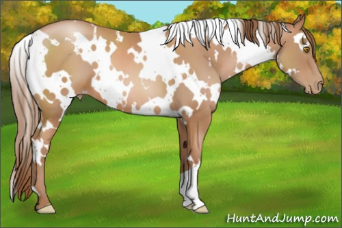 Horse Color: White Spotted Bay Pearl 