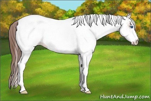 Horse Color: White Spotted Bay Splash Blanket Rabicano 
