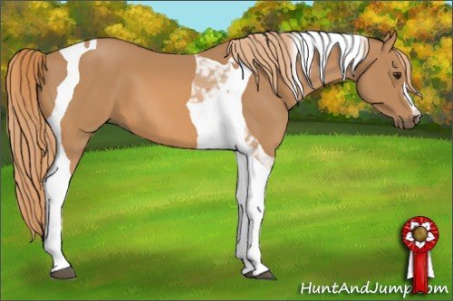 Horse Color: Unknown 