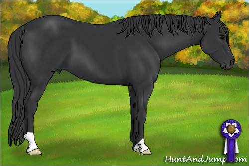 Horse Color: Black 