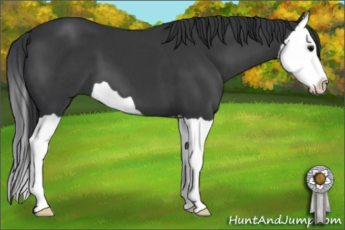 Horse Color: Black Splash 