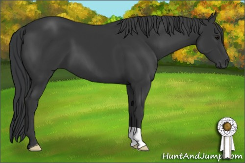 Horse Color: Black 