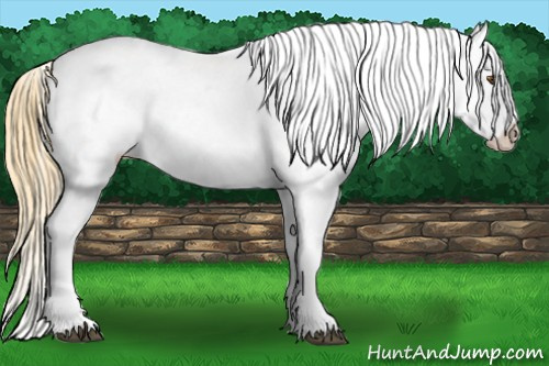 Horse Color: Buckskin Roan Dun Near Leopard 