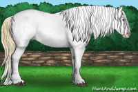 Horse Color:Buckskin Roan Dun Near Leopard 