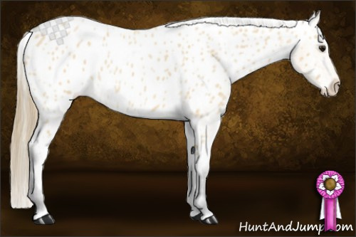 Horse Color:Buckskin Roan Blanket 