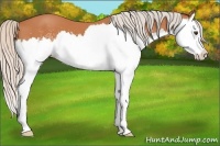 Horse Color:White Spotted Silver Bay Splash 