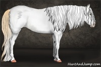 Horse Color:White Spotted Gold Champagne Dun Rabicano 