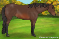 Horse Color:Bay 