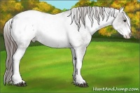 Horse Color:White Spotted Grullo Roan Appaloosa Rabicano 
