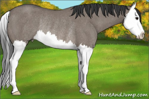 Horse Color: Brown Dun Splash Rabicano 