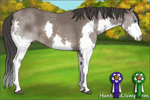 Horse Color: Black Splash 