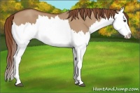 Horse Color:Red Dun Splash