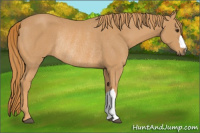 Horse Color:Chestnut Rabicano 