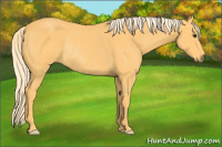 Horse Color:Palomino Rabicano