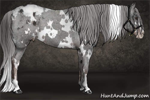 Horse Color: White Spotted Liver Chestnut Sabino Blanket 