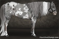 Horse Color:White Spotted Liver Chestnut Sabino Appaloosa 