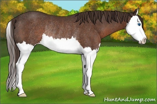 Horse Color: Liver Chestnut Splash Rabicano 