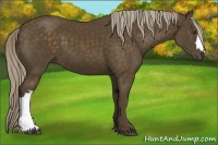 Horse Color:Chocolate Palomino 