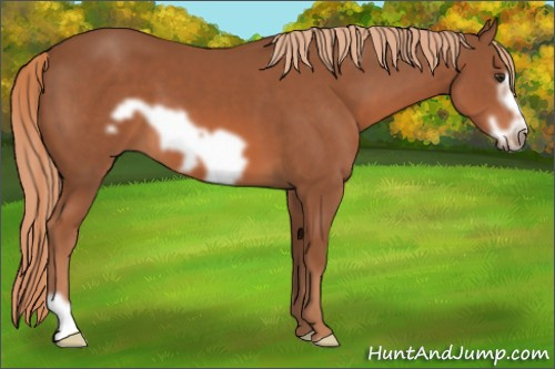 Horse Color: Liver Chestnut Frame 