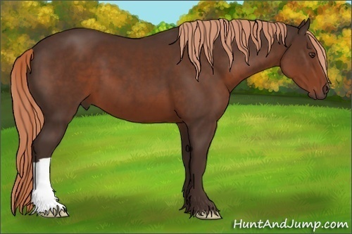 Horse Color: Liver Chestnut 