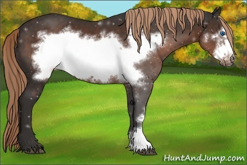 Horse Color: Liver Chestnut Frame 
