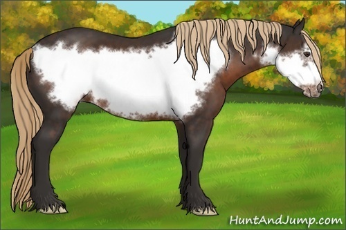 Horse Color: Liver Chestnut Frame 