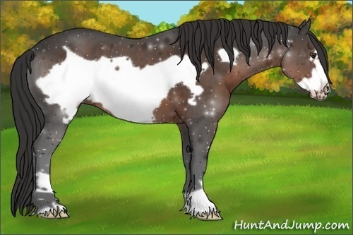 Horse Color: Liver Chestnut Frame 