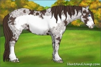 Horse Color:Liver Chestnut Ice Frame 
