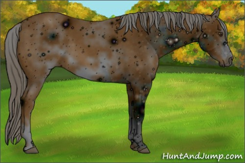 Horse Color: ERROR: UNKNOWN ANOMALY