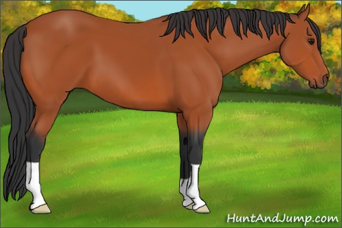 Horse Color: Bay 