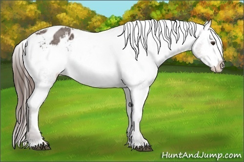 Horse Color: Liver Red Roan Varnish 
