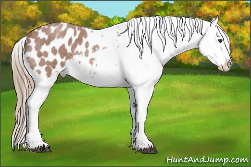 Horse Color: Liver Red Roan Blanket 