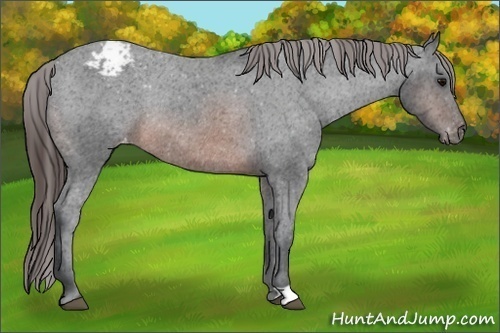 Horse Color: Brown Snowcap Rabicano 
