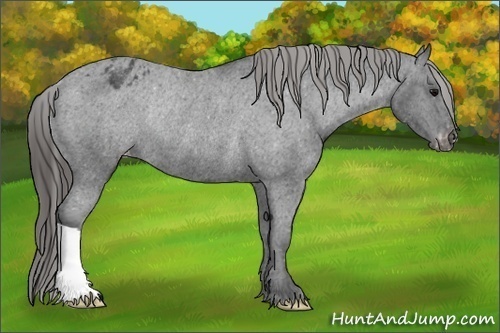 Horse Color: Black Varnish Rabicano 