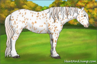 Horse Color:Palomino Appaloosa 