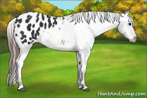 Horse Color: Brown Blanket 
