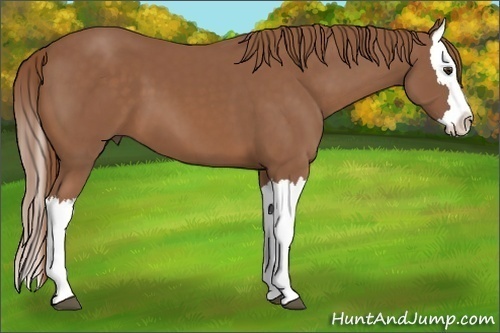 Horse Color: Chestnut Splash 