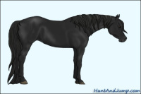 Horse Color:Gray Black 