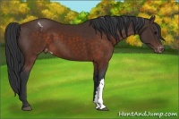 Horse Color:Brown Appaloosa 