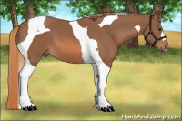 Horse Color:Liver Chestnut Tobiano