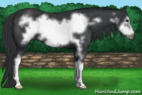 Horse Color: Black Sabino Frame 